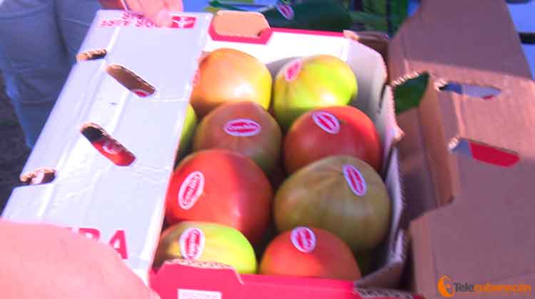 Recorre Ministro de la Agricultura fábrica de pienso y Empresa Agropecuaria Valle del Yabú 2 tomates exportables vc