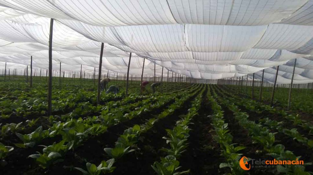 En busca de la capa de exportación 1 casa cultivo tabacao camajuani