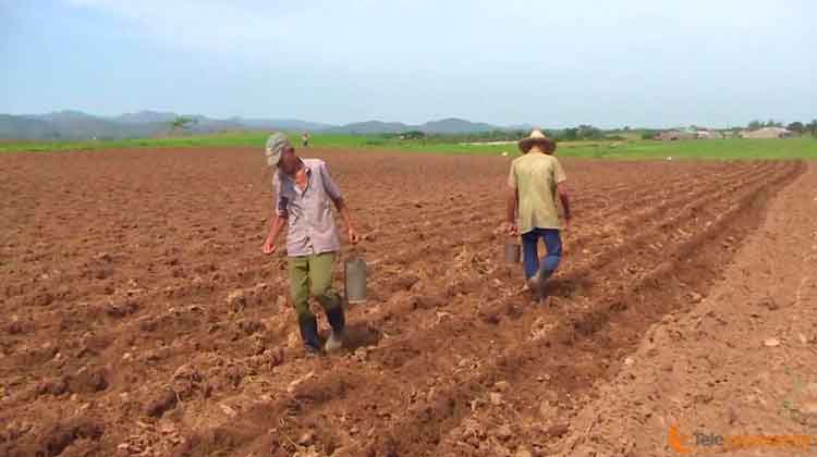 campesinos manicaragua