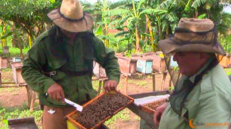 criadores abejas