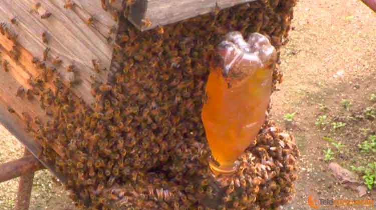 miel y abejas