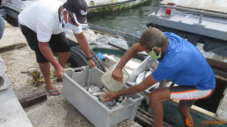 pescador captura sagua