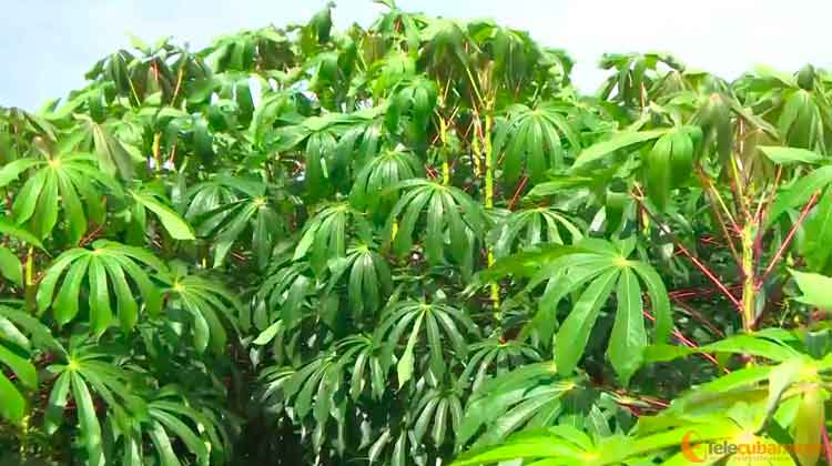 plantaciones manicaragua