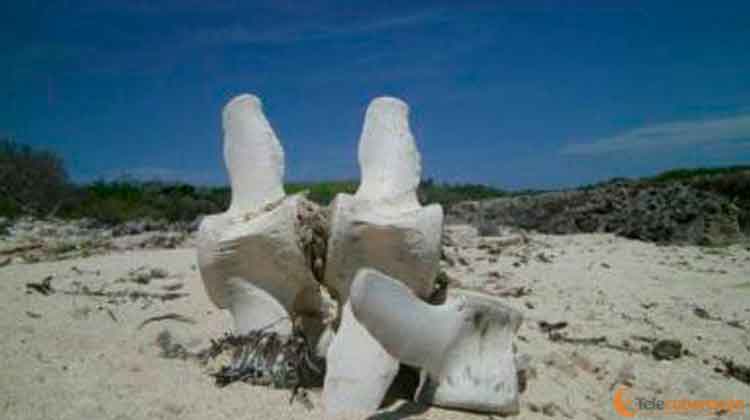 huesos ballenas