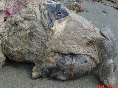 restos de manati por caza ilegal