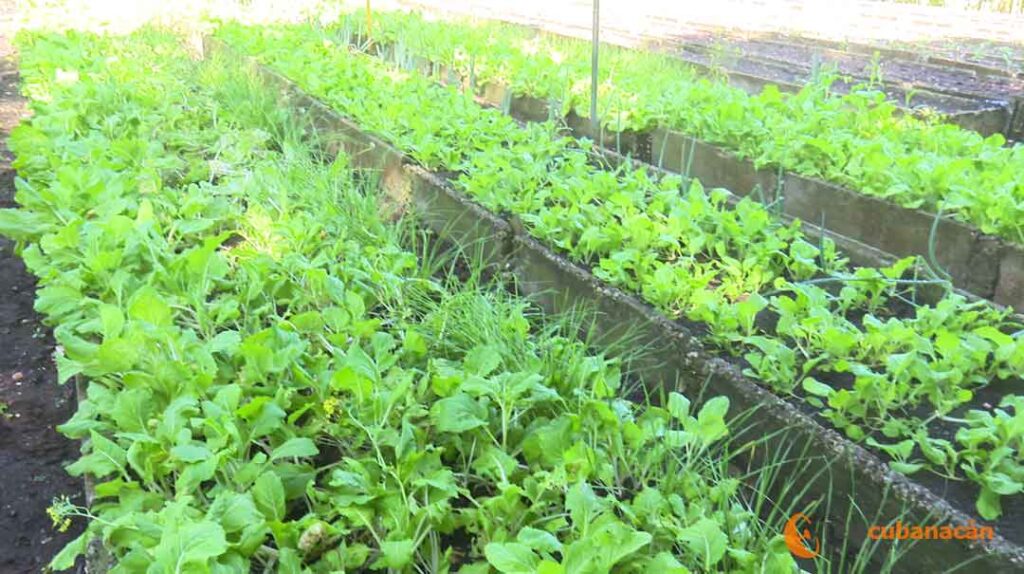 Intensifican las siembras en organopónicos de Santa Clara 2 organoponico sc