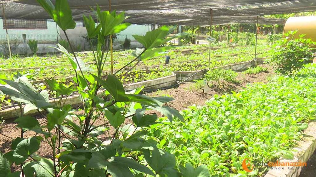 Intensifican las siembras en organopónicos de Santa Clara 1 organopónico tapado sc