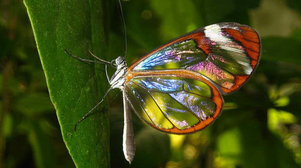 Foto: Naturaleza Secreta