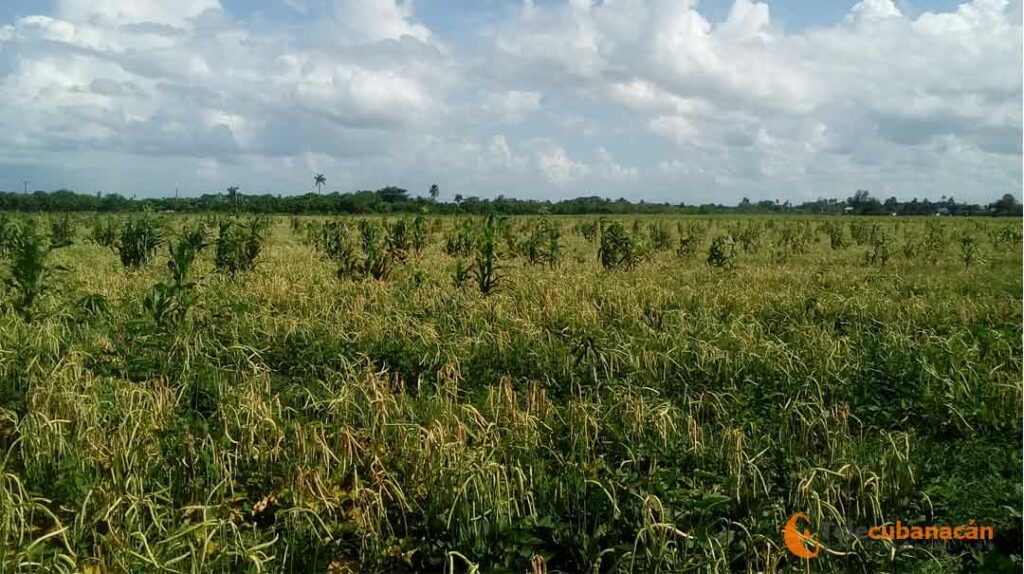 plantaciones frijol capui