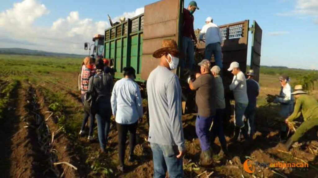 trabajo voluntario encrucijada