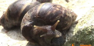 ¿Regresa el caracol africano?
