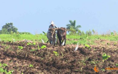 COVID-19 en Cuba: Medidas para garantizar la producción y comercialización de alimentos