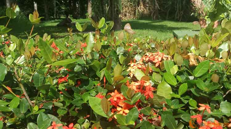 La naturaleza se muestra exhuberante en Villa La Granjita.