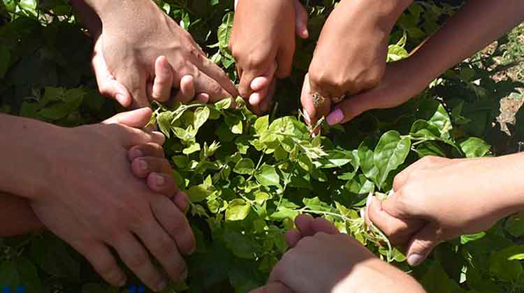 manos y plantas