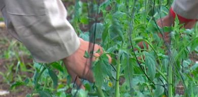 Desde casa también podemos hacer un buen puré de tomate