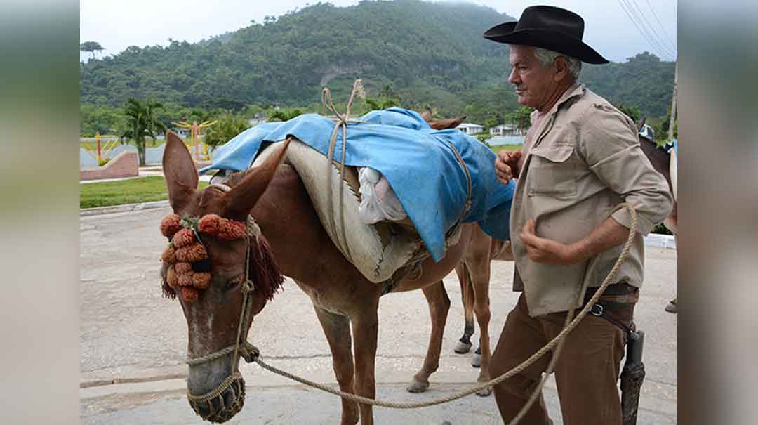 Los mulos constituyen un elemento fundamental en la transportación a través del Escambray villaclareño. Foto: ACN