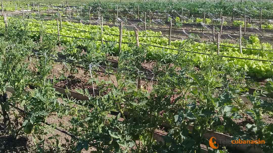 El tomate y la lechuga son cultivos que no faltan en los organopónicos en estos meses de invierno.