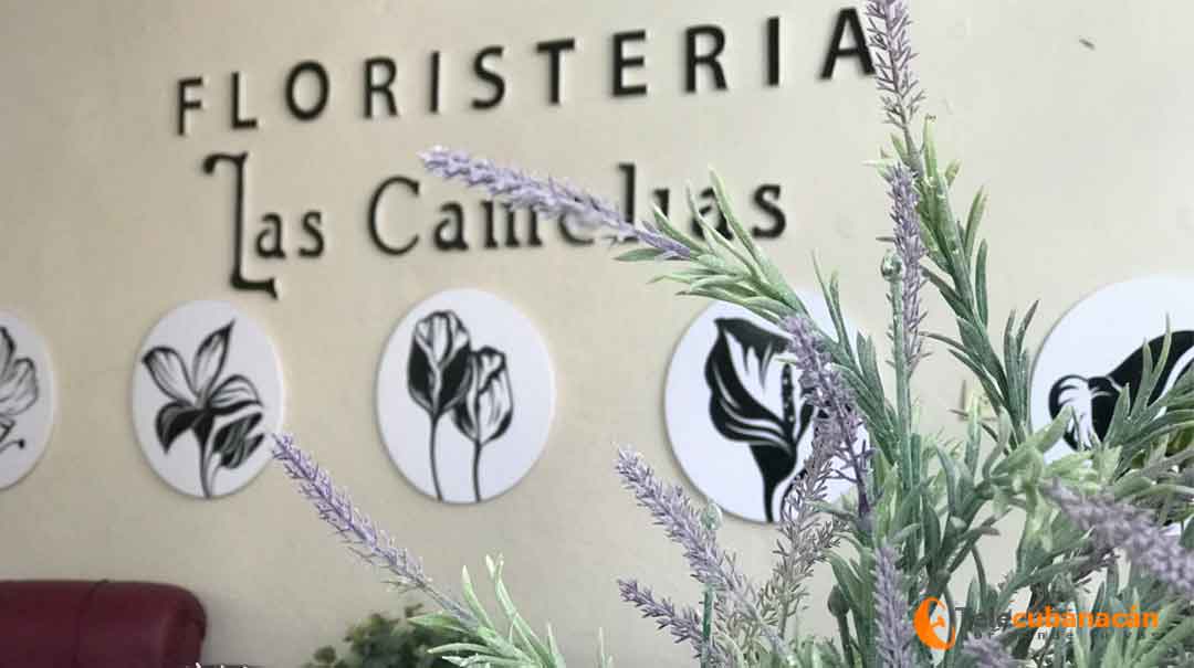 Las Camelias: flores para todos los días - Telecubanacán