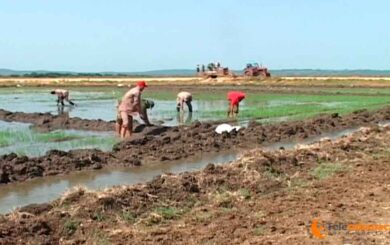 Guerreros alados sin consignas