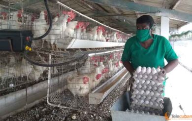 Ante la COVID-19, se crecen los avicultores de Villa clara