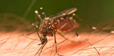 El conocimiento, una de las claves para tratar el dengue