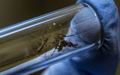 Disminuye en Cuba la velocidad de transmisión del dengue