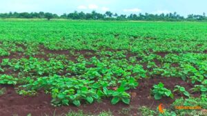 plantas-boniato-300x168 
