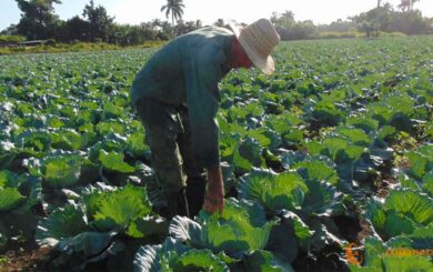 Siembra temprana, garantía de alimentos