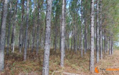 Proyecto IRES impacta positivamente en patrimonio forestal del municipio Corralillo