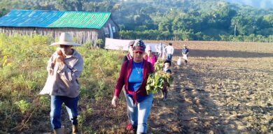 En Manicaragua, los vegueros inician sus plantaciones.