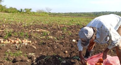 Con muy buenos resultados concluye la cosecha de la papa en Camajuaní