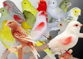 aves