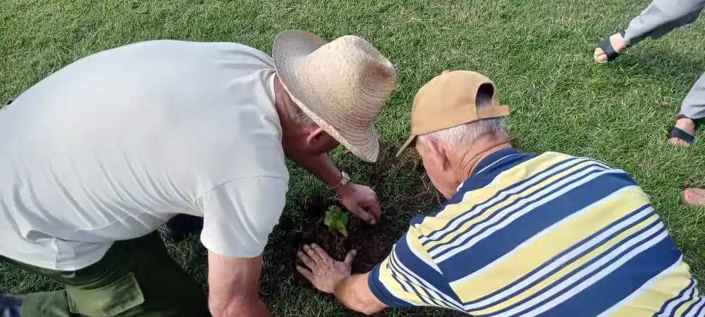 Siembran primer caguairán en la Plaza del Che en homenaje al centenario de Fidel 2 1000146540