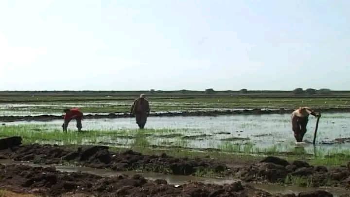 Proyecciones Campaña de arroz 2025-2026 en Encrucijada 2 IMG 20260108 WA0160