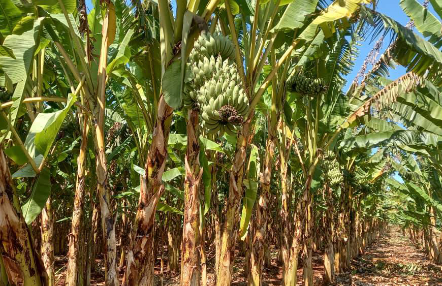 0303 polo platanero villa clara