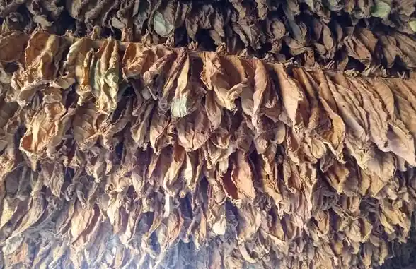 Vegueros de Villa Clara cumplen su plan de producción de tabaco 2 tabaco