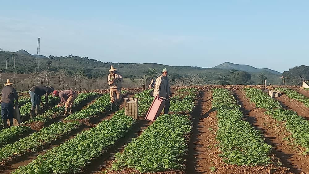 Reconoce Grupo Empresarial TabaCuba a la Empresa de Acopio y Beneficio del Tabaco La Estrella, como la mejor de su tipo en el país 2 IMG 20261023 WA0089